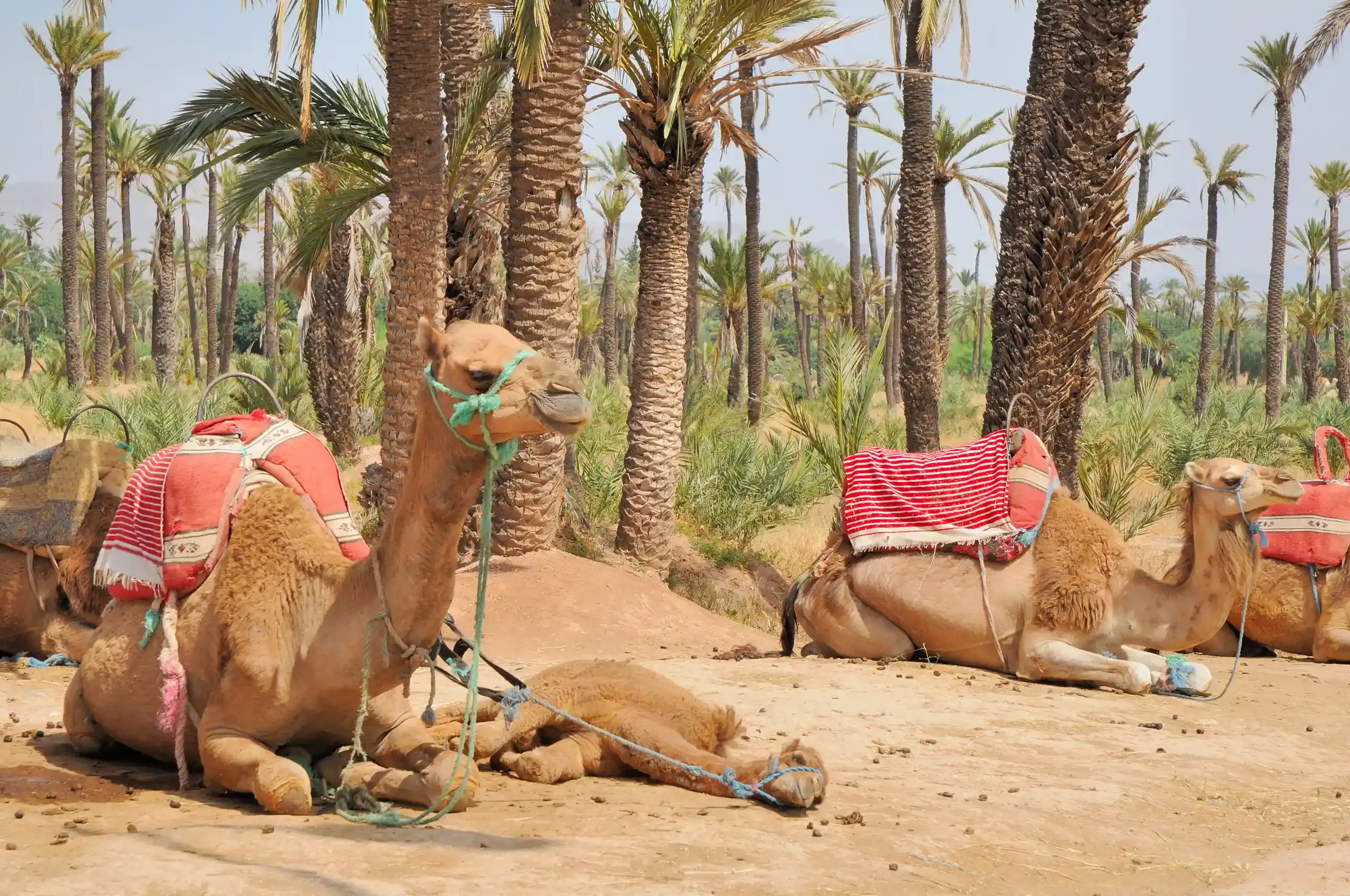 Marrakech à dos de dromadaire, une activité à réserver qui animera votre séjour dans notre maison d'hôtes.